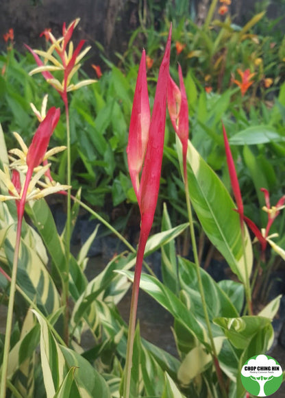 Heliconia psittacorum 'Lady Di' (Variegated)