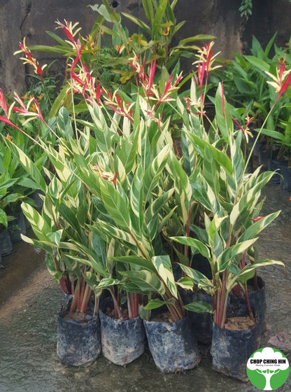 Heliconia psittacorum 'Lady Di' (Variegated)