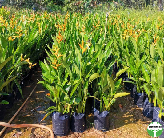 Heliconia × nickeriensis