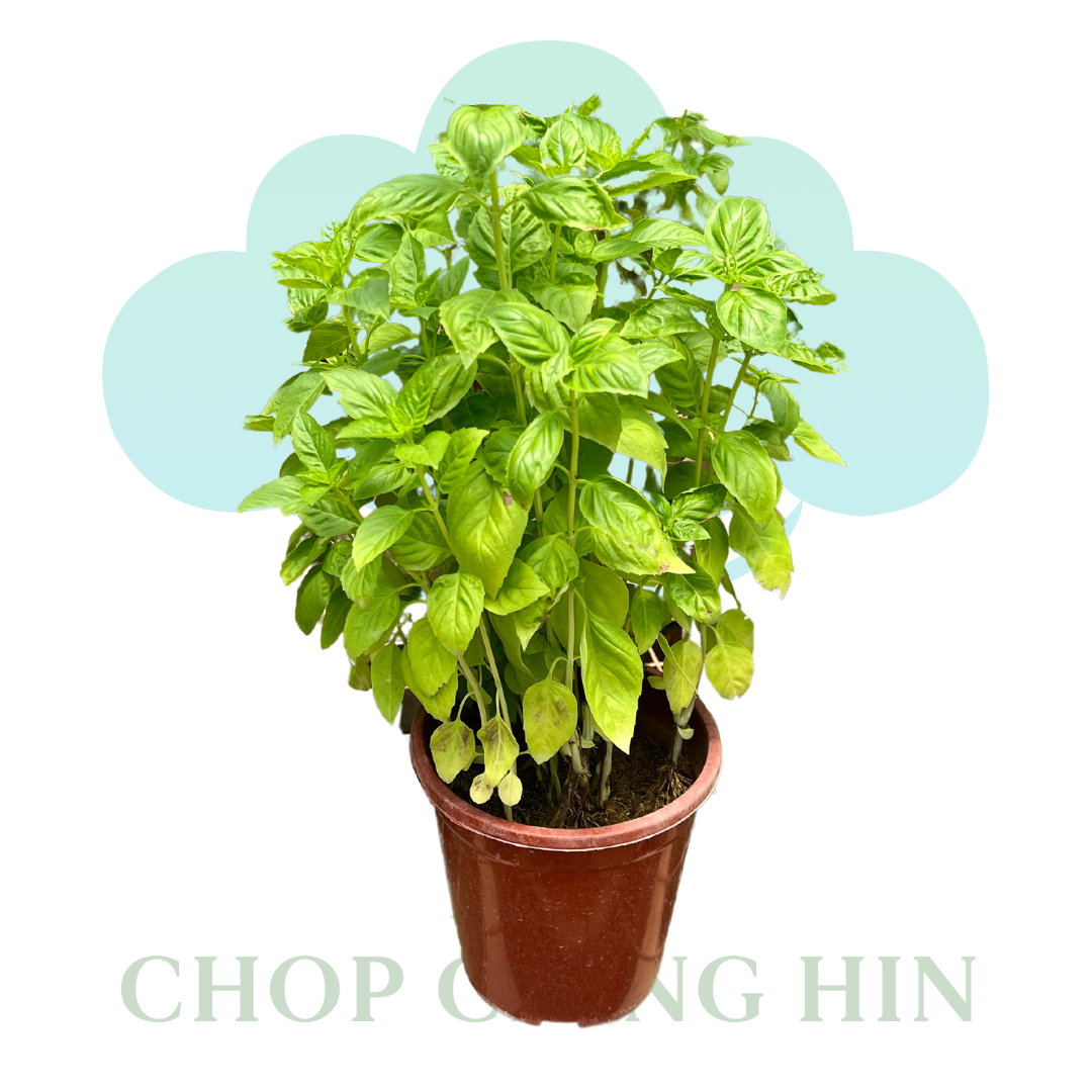 Sweet Basil (0.4m)