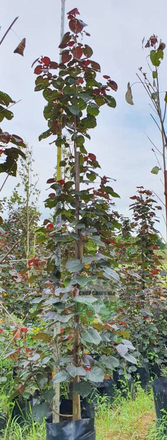 Hibiscus tiliaceus 'Purpurascens'