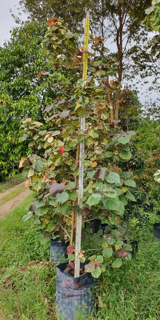 Hibiscus tiliaceus 'Tricolor'