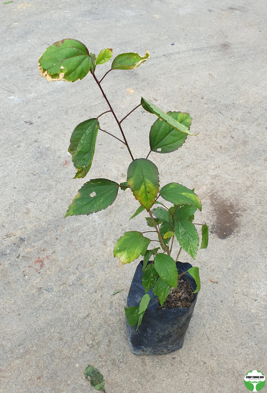 Hibiscus rosa-sinensis 'Cooperi'