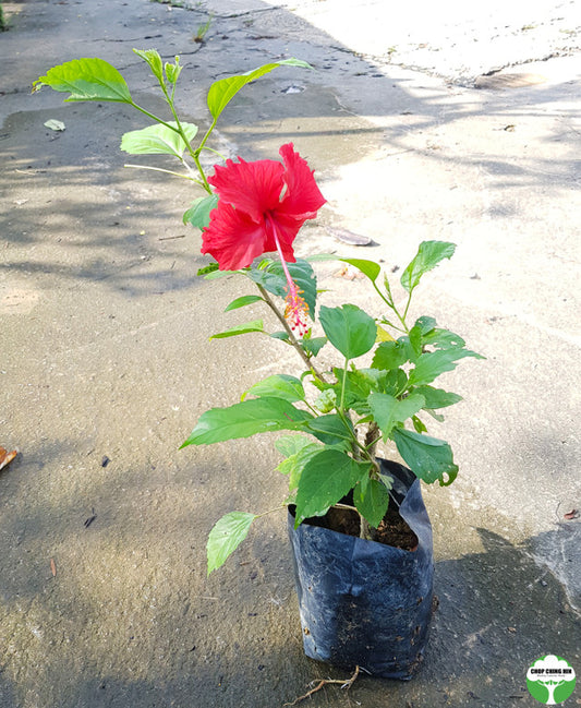 Hibiscus rosa-sinensis (cultivar)