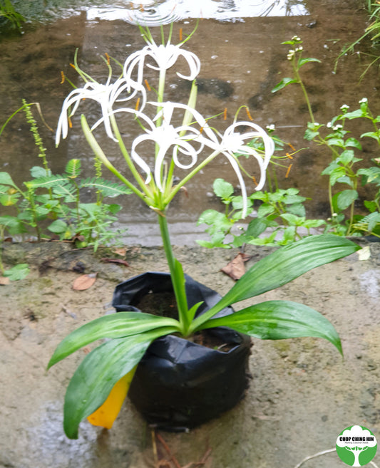 Hymenocallis littoralis