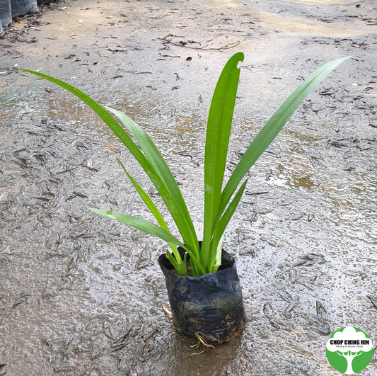 Hymenocallis speciosa