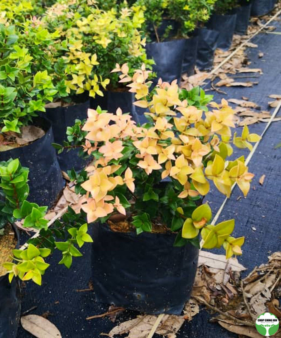Syzygium spp. – Chop Ching Hin Pte Ltd