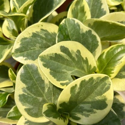 Peperomia Variegated (0.3m)