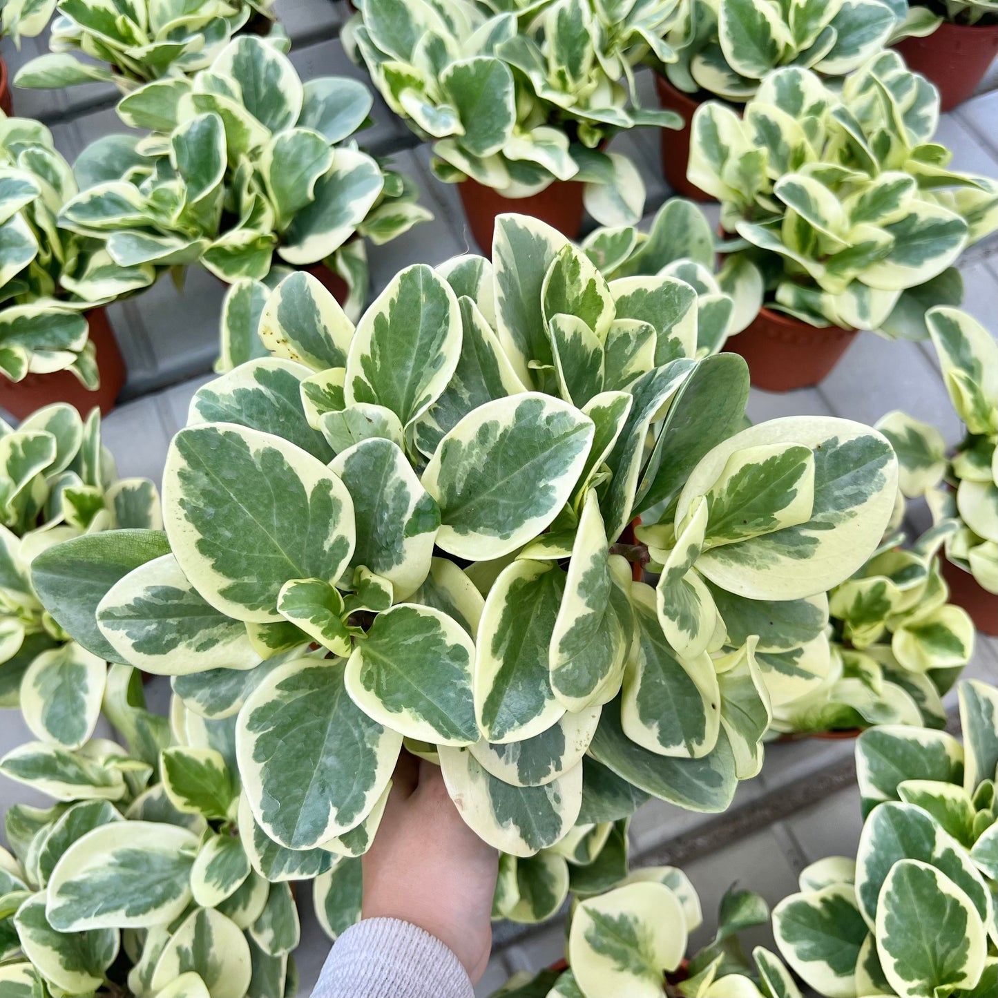 Peperomia Variegated (0.3m)