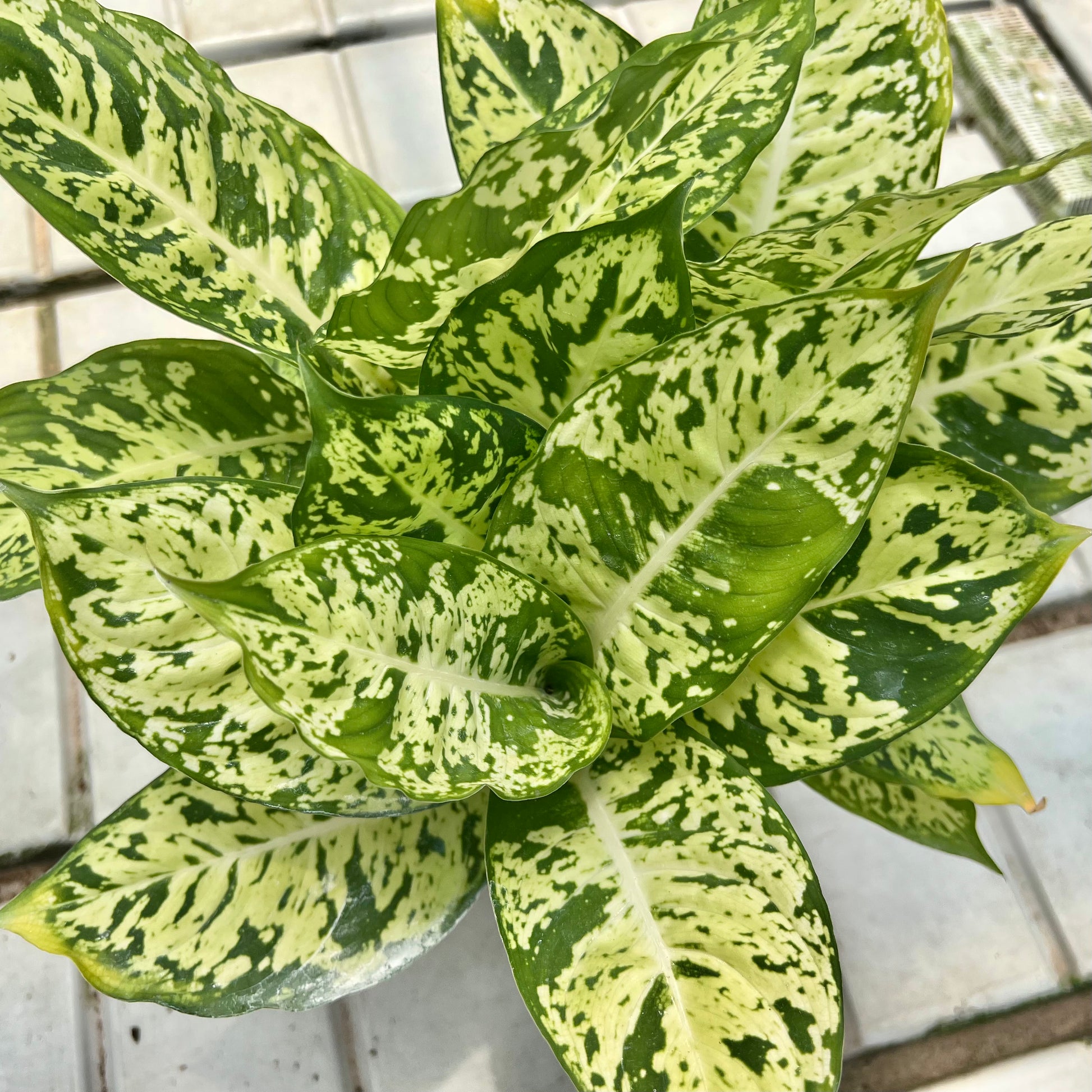 aglaonema white diamond Aglaonema First Diamond (0.5m) – Chop Ching Hin Pte Ltd