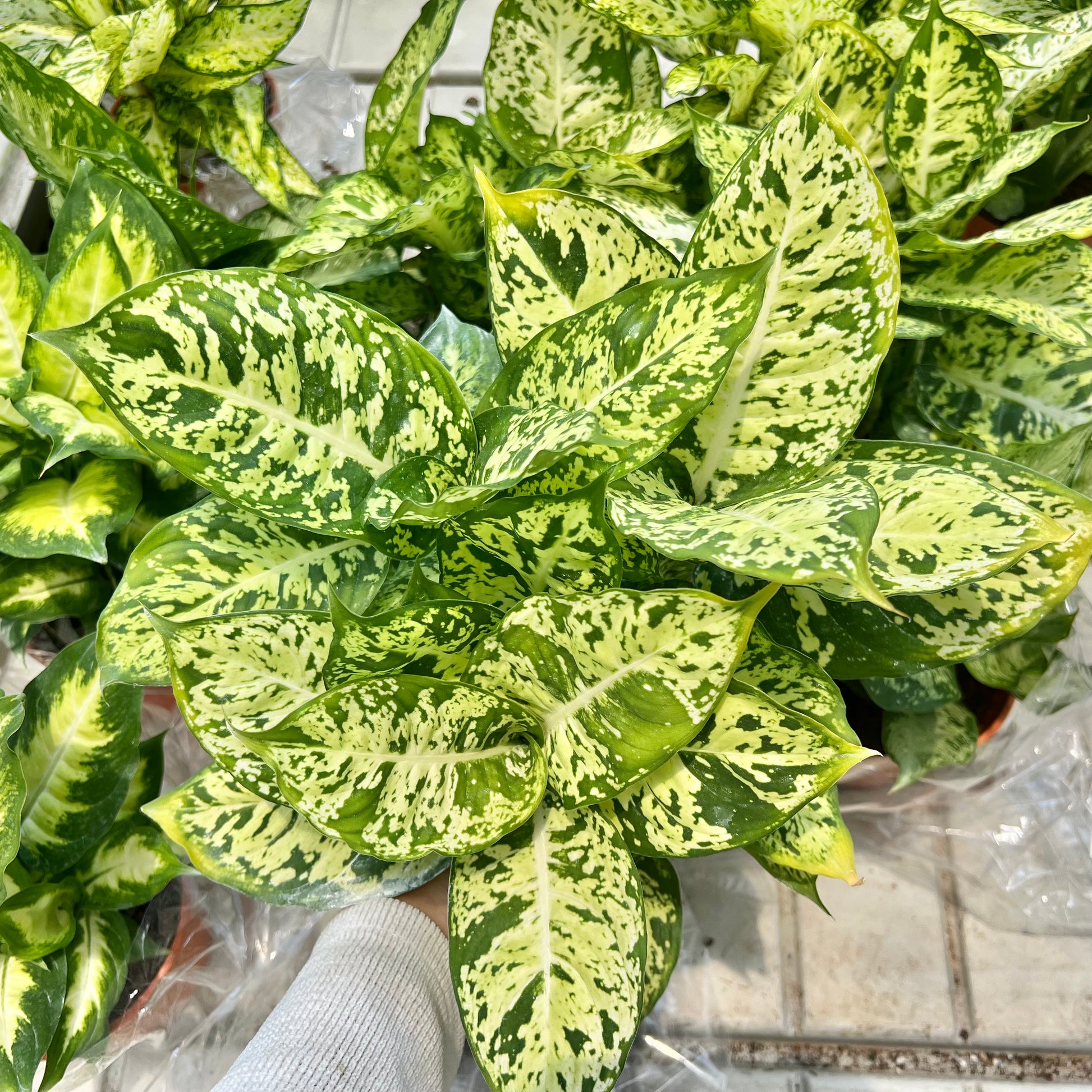 aglaonema primo Aglaonema First Diamond (0.5m) – Chop Ching Hin Pte Ltd