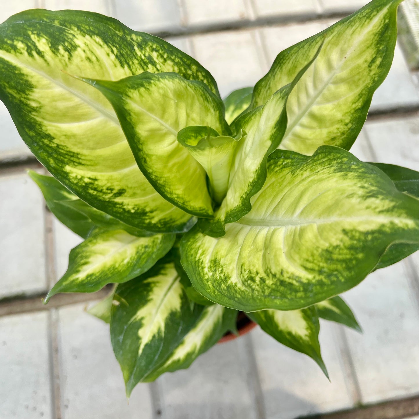 Dieffenbachia "Camille" (0.5m)