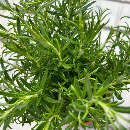 Rosemary (0.4m)