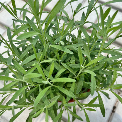 Lavender Herb (0.4m)