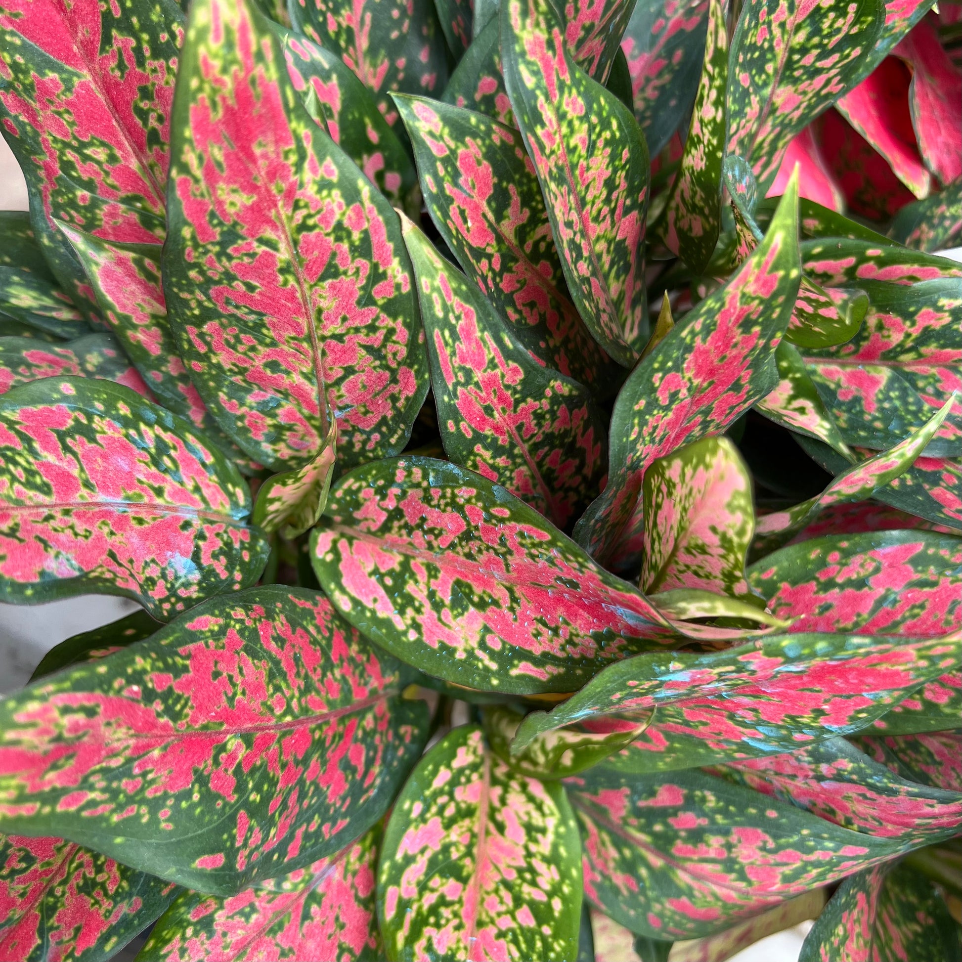 aglaonema red stardust Aglaonema Red Stardust (0.3m) – Chop Ching Hin Pte Ltd