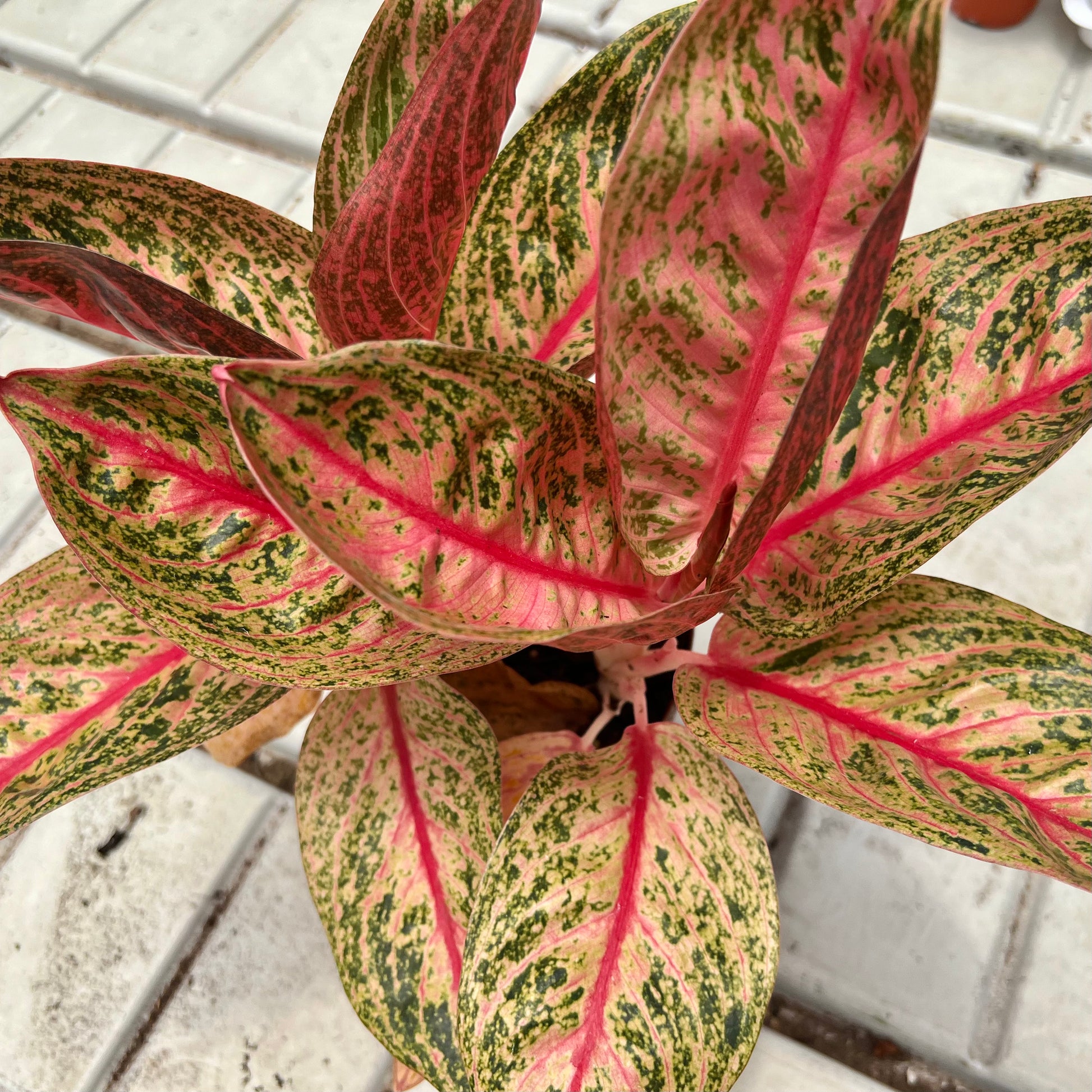 aglaonema star shining Aglaonema Shining Star (0.3m) – Chop Ching Hin Pte Ltd