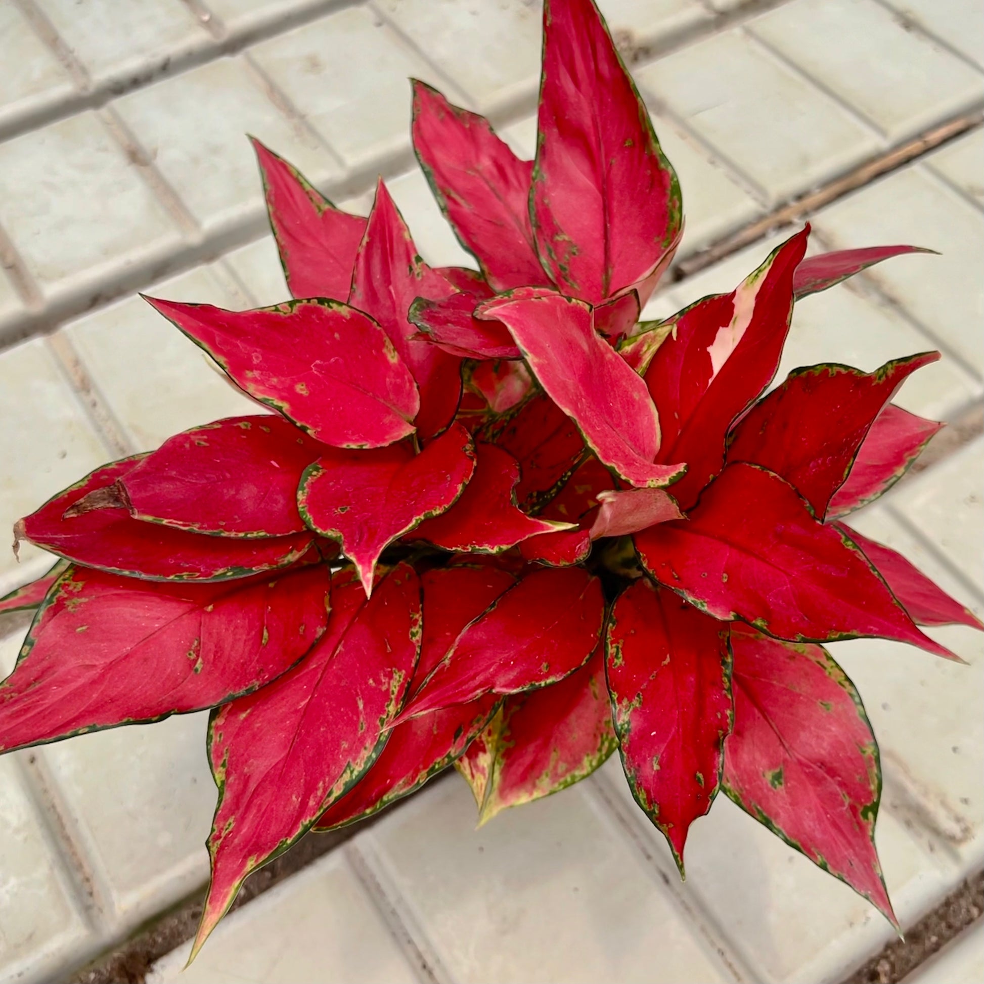 super red aglaonema Aglaonema Super Red (0.3m) – Chop Ching Hin Pte Ltd