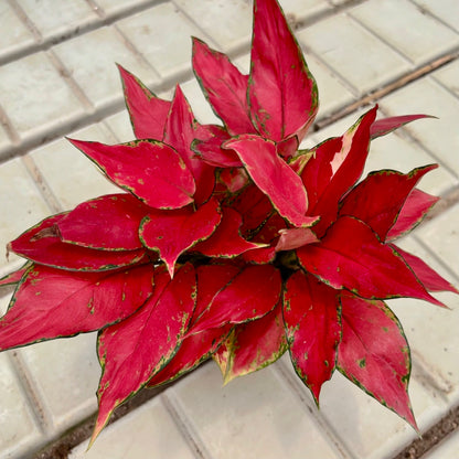 aglaonema red elephant Aglaonema Super Red (0.3m) – Chop Ching Hin Pte Ltd