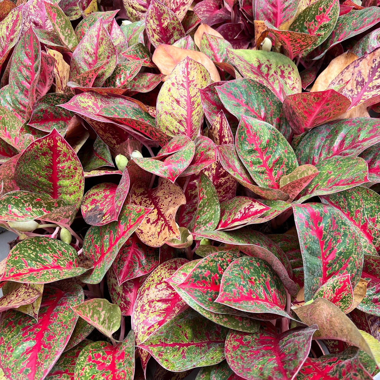 Aglaonema Siam Aurora (0.3m)