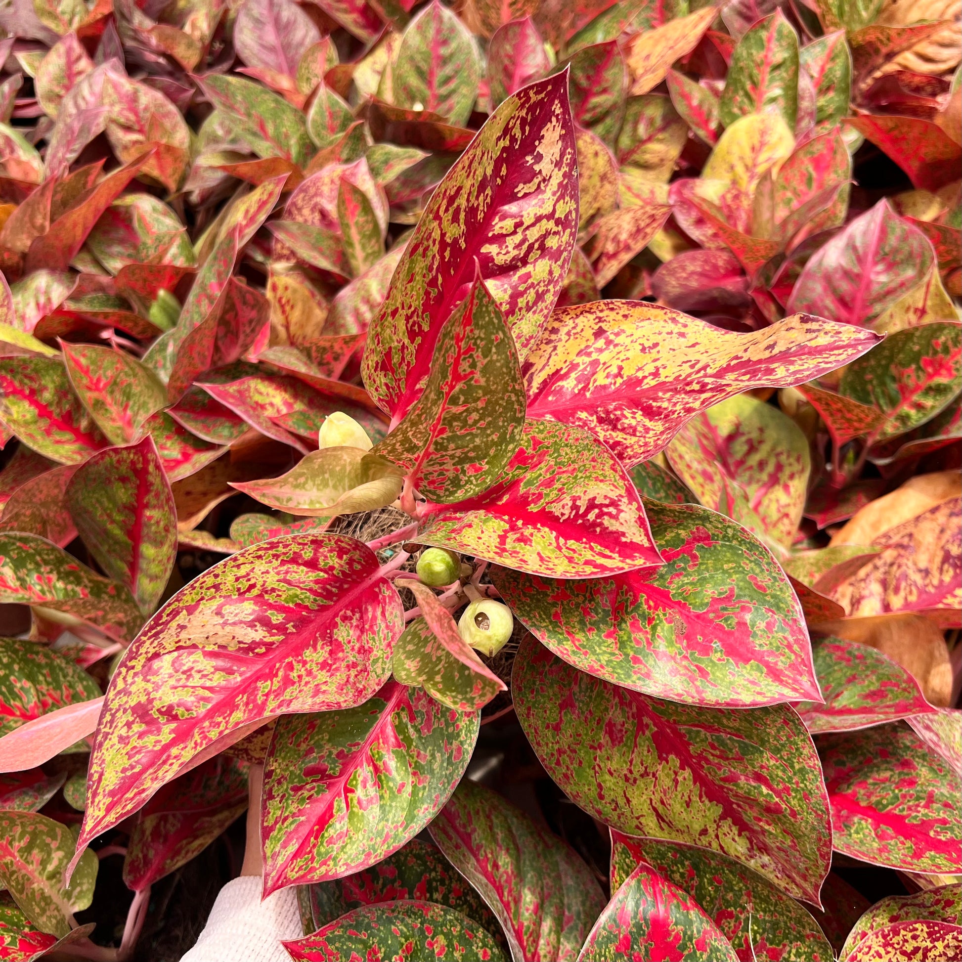 aglaonema aurora siam Aglaonema Siam Aurora (0.3m) – Chop Ching Hin Pte Ltd