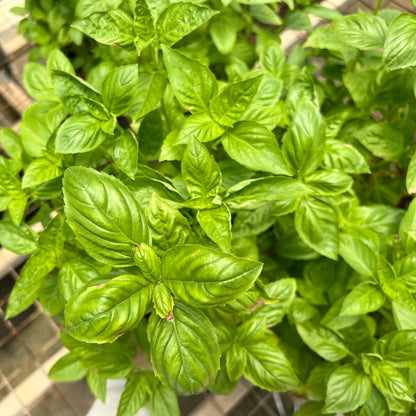 Sweet Basil (0.4m)