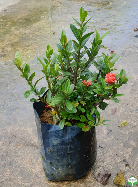 Ixora 'Crimson Star'