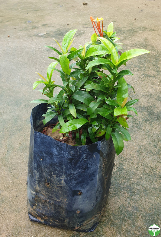 Ixora 'Dwarf Orange'