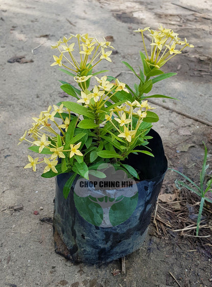 Ixora 'Dwarf Yellow'