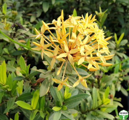 Ixora 'Dwarf Yellow'