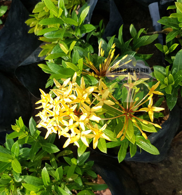 Ixora 'Dwarf Yellow'