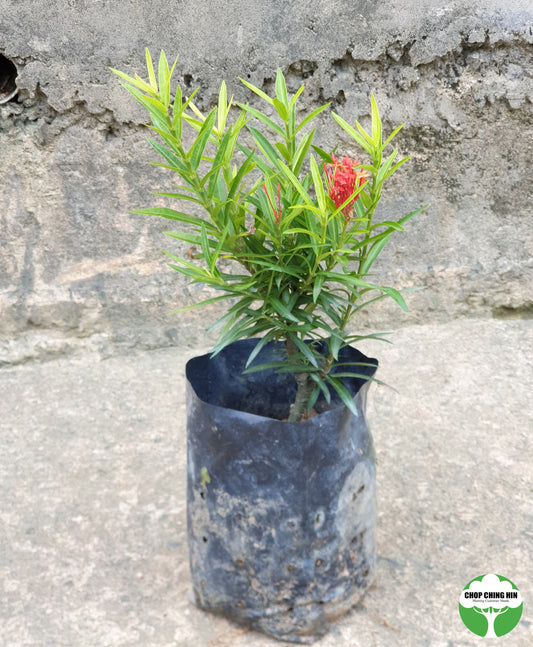 Ixora 'Sri Lanka'