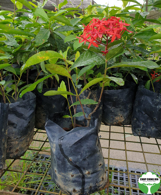 Ixora 'Super King'