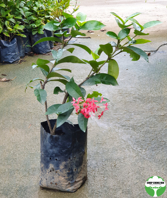 Ixora 'Super Pink'