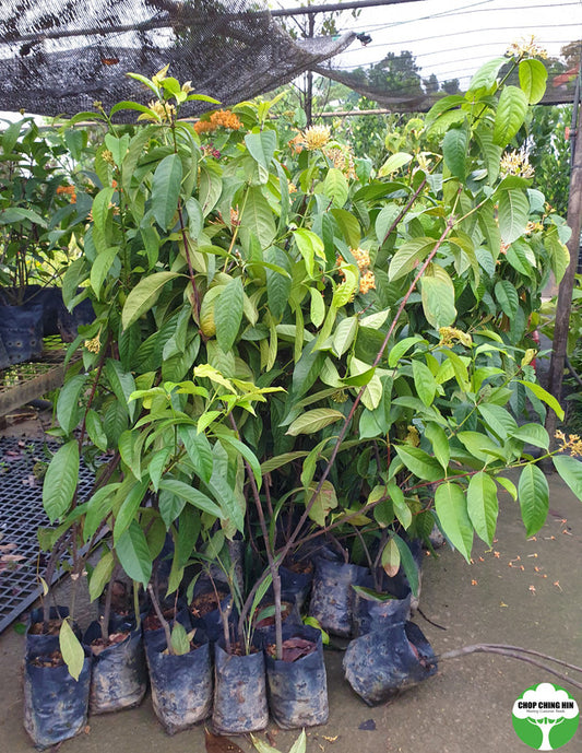 Ixora Congesta