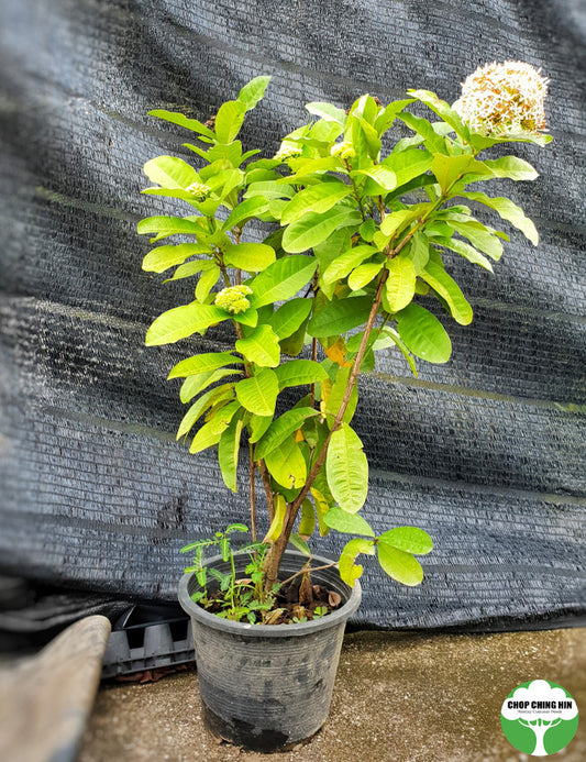 Ixora finlaysoniana