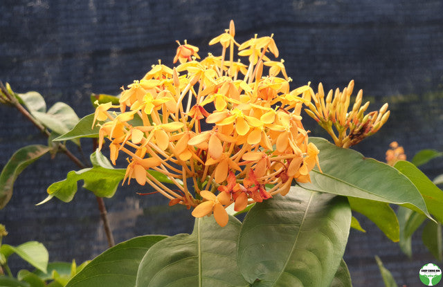 Ixora javanica 'Yellow'