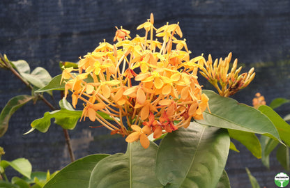 Ixora javanica 'Yellow'