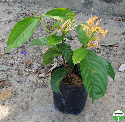 Ixora javanica 'Yellow'