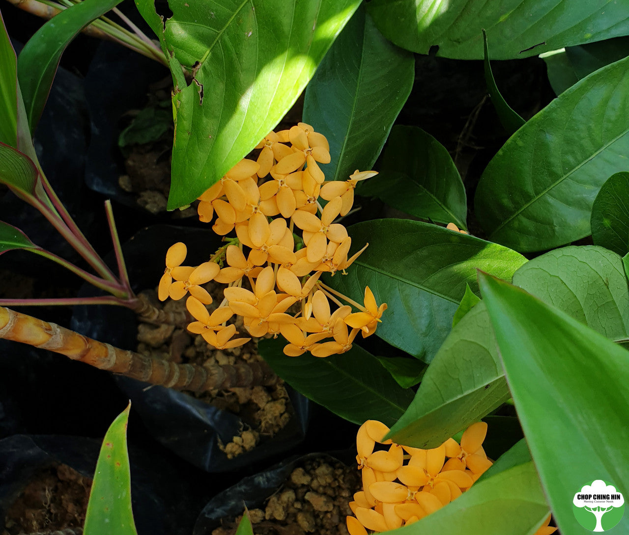 Ixora javanica 'Yellow' – Chop Ching Hin