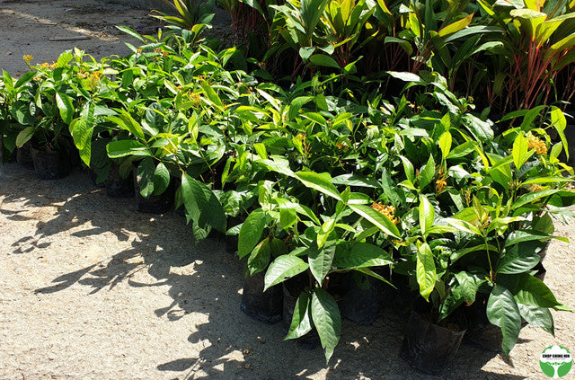 Ixora javanica 'Yellow'