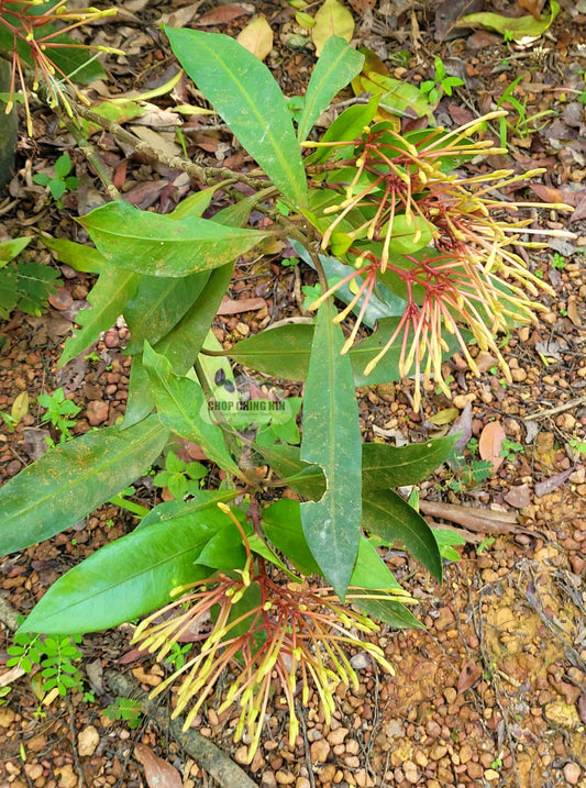 Ixora odorata