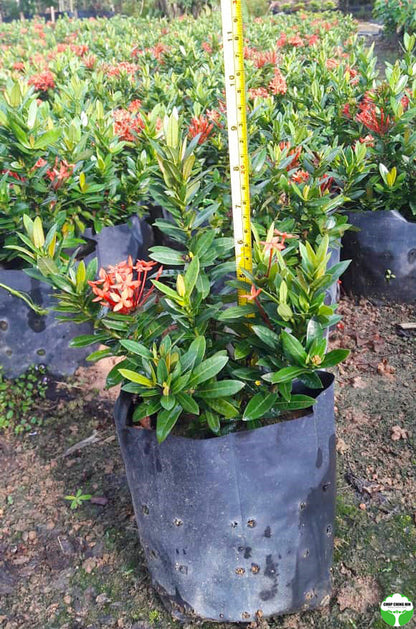 Ixora siamensis