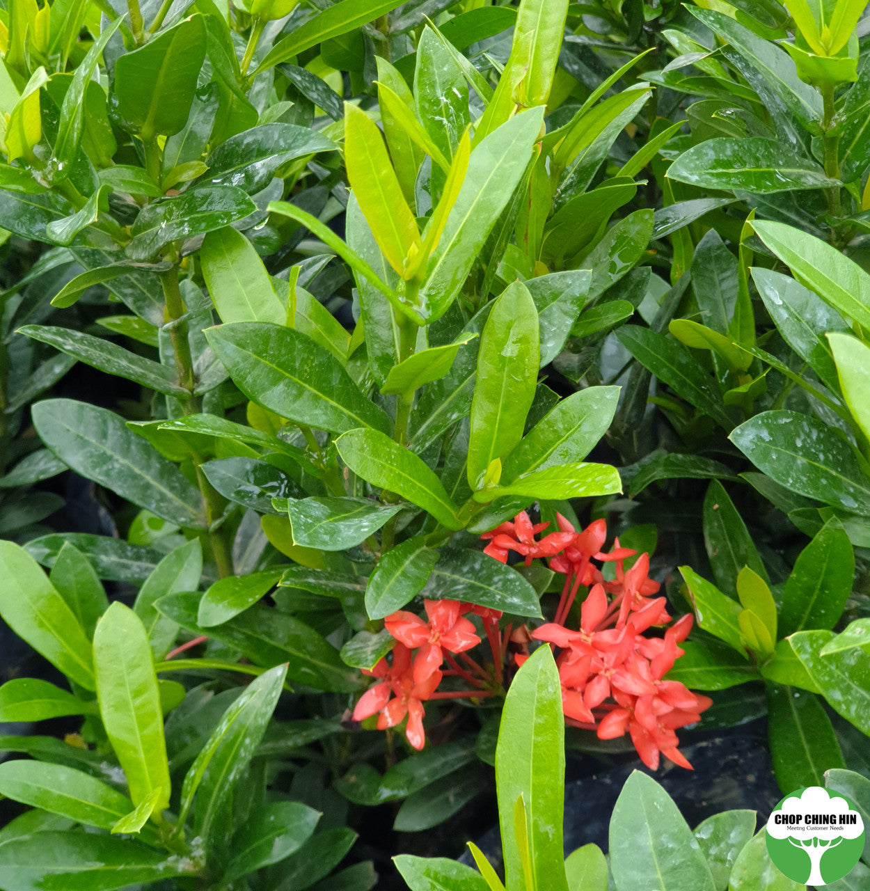 Ixora siamensis