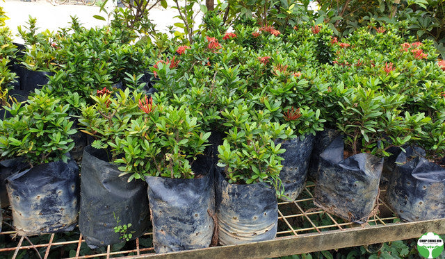 Ixora siamensis