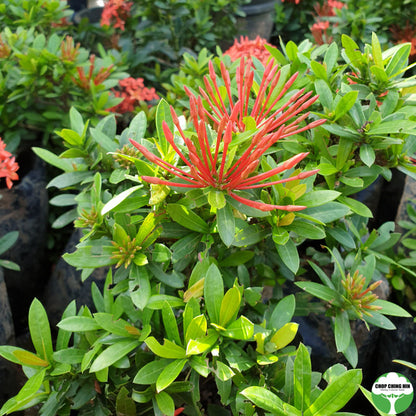 Ixora siamensis