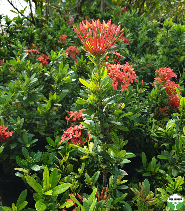 Ixora siamensis