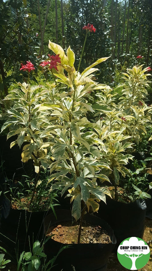 Jatropha Integerrima Variegated