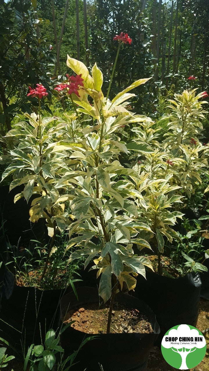 Jatropha Integerrima Variegated – Chop Ching Hin Pte Ltd