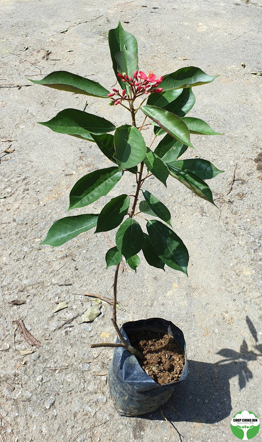 Jatropha integerrima