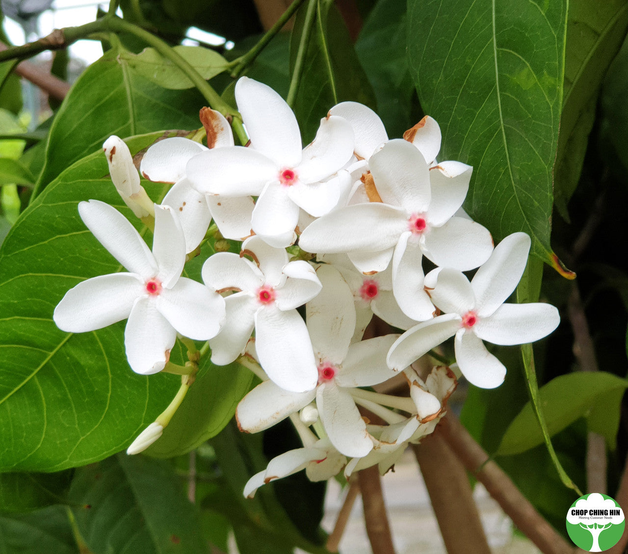 Kopsah Kopsia singapurensis – Chop Ching Hin Pte Ltd